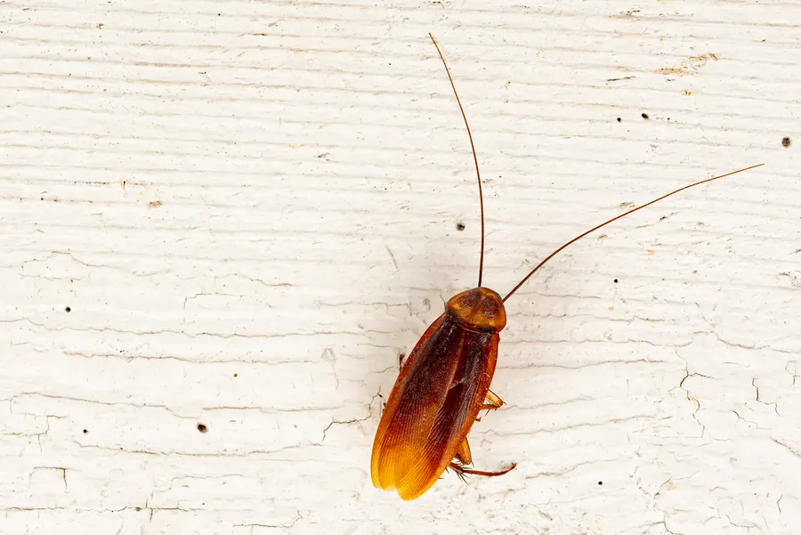 American cockroach (Florida palmetto bug) on a white wall — pest control treatment