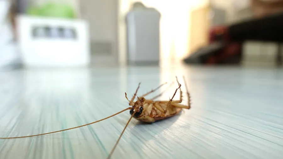 American cockroach palmetto bug — Delray Beach exterior pest control