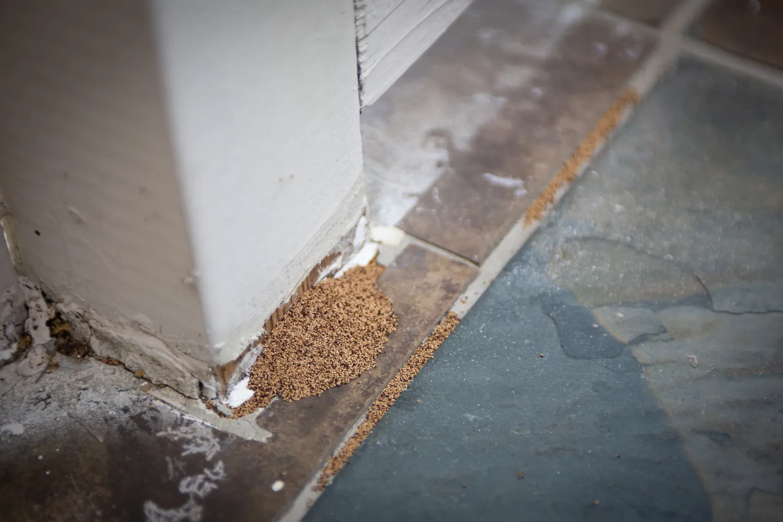 Drywood termite frass at the base of a residential door frame in Palm Beach County, FL — no-tent termite treatment