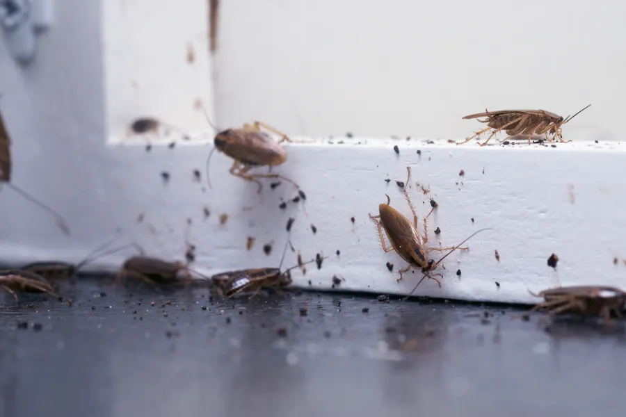German roach infestation in a Delray Beach restaurant kitchen baseboard