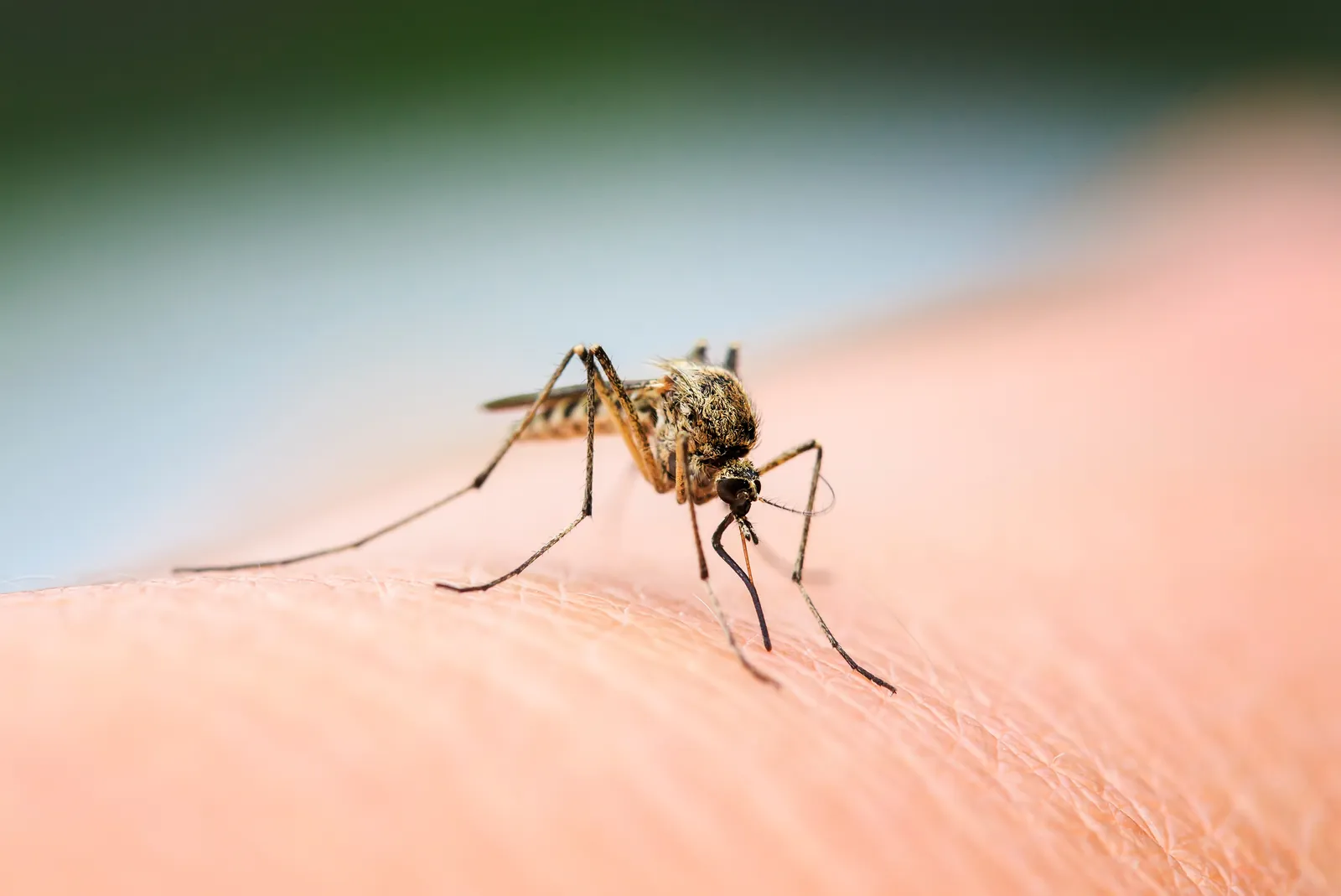 Female mosquito feeding on human skin — South Florida mosquito control