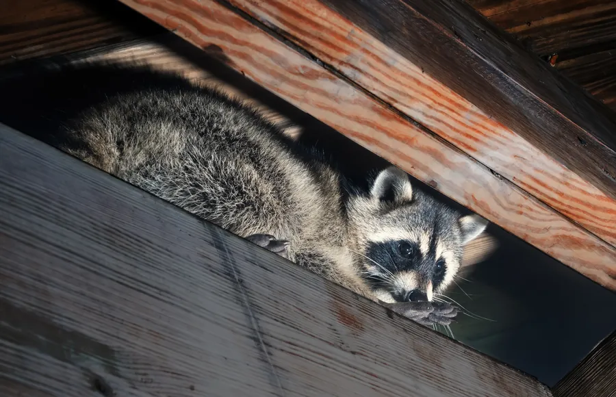 Wildlife removal in Greenacres — iguana and raccoon trapping