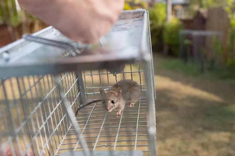 Rat caught in a humane live trap during DeBugem rodent control service