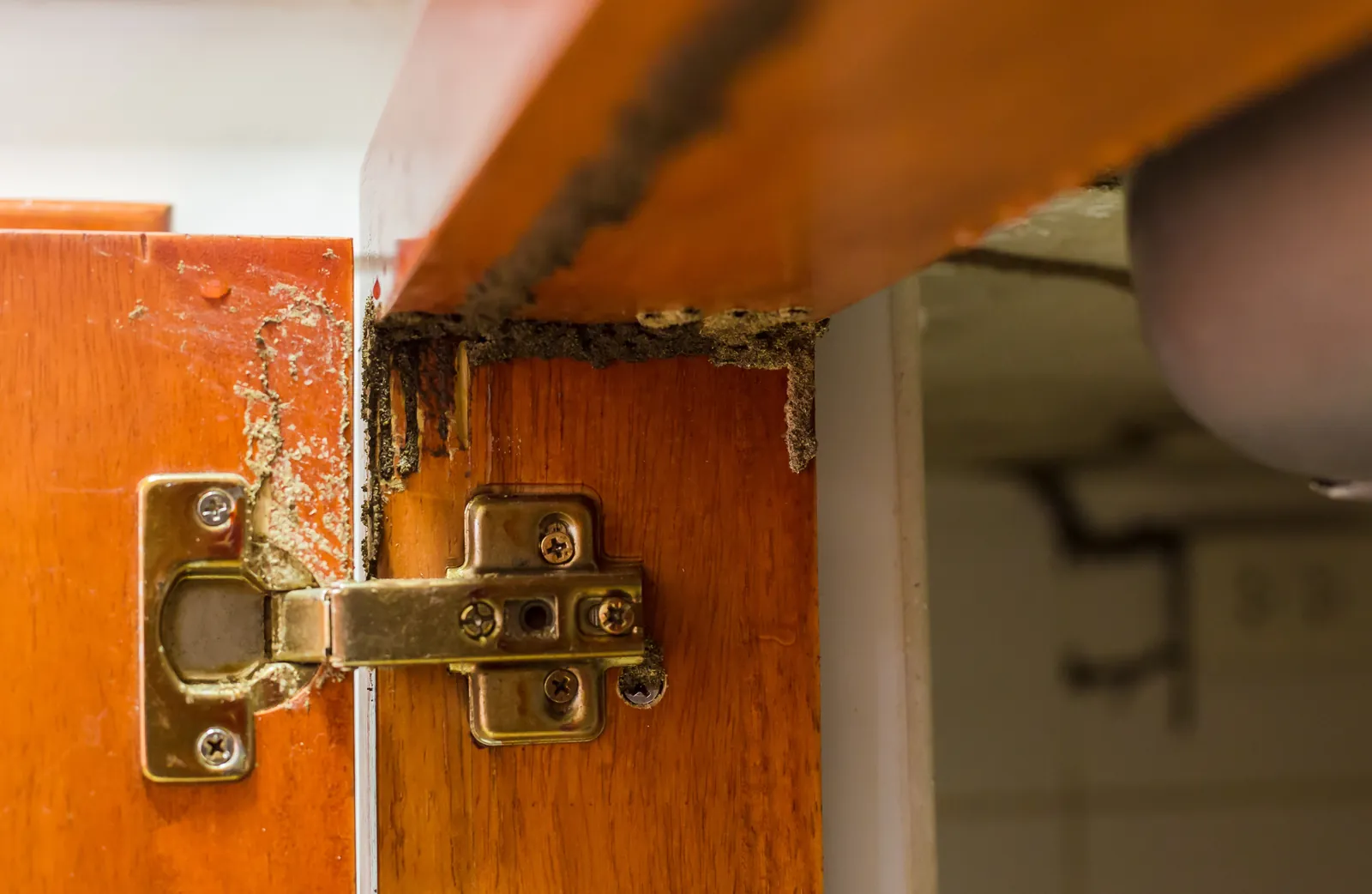Drywood termite damage exposed at a kitchen cabinet hinge — cinnamon-colored frass and chewed wood, Palm Beach County, FL