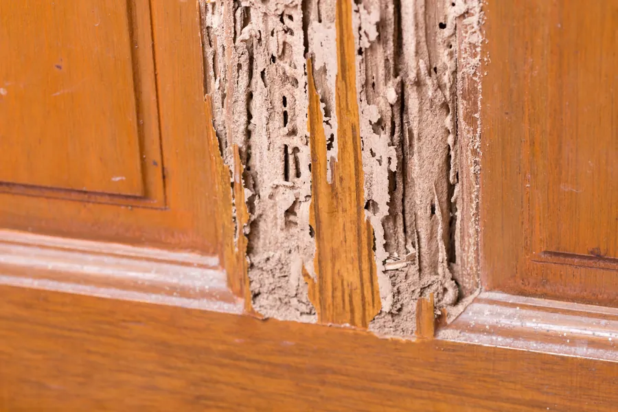 Drywood termite damage exposed inside a wooden door frame in a Palm Beach County home